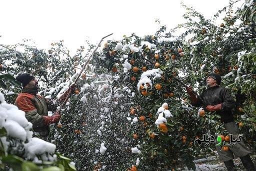 فرماندار رودسر خبر داد: خسارت ۶۰ درصدی برف به باغات مرکبات رودسر