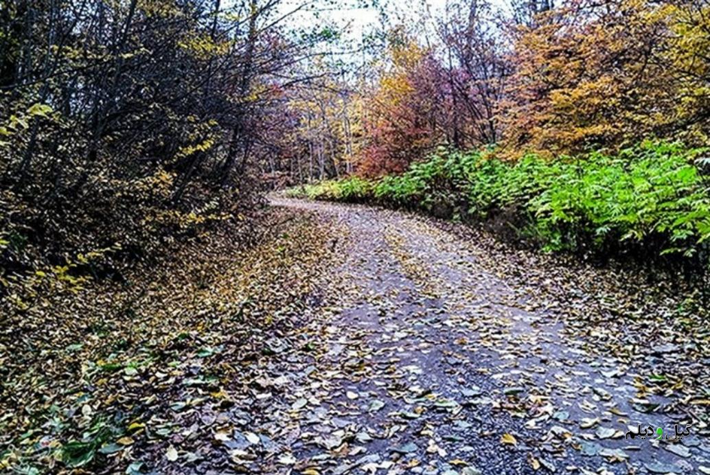 پایگاه پژوهشی جنگلهای هیرکانی در گیلان ایجاد میشود