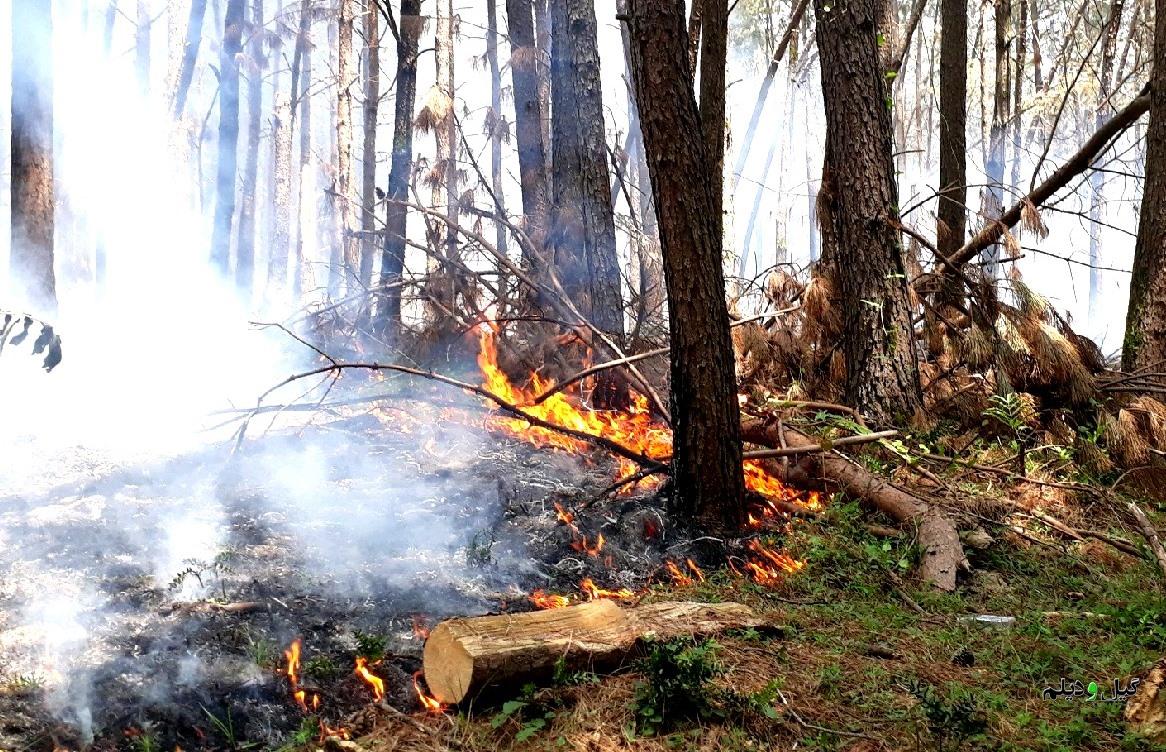 فرمانده یگان حفاظت منابع طبیعی گیلان خبر داد: وقوع ۱۰ فقره حریق در جنگل های گیلان/ اطفاء ادامه دارد