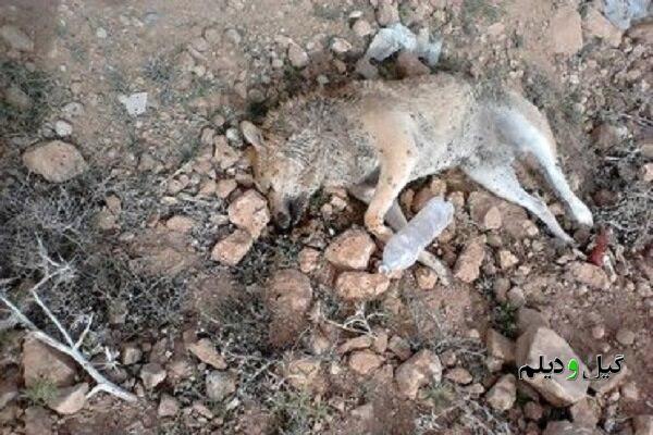 دو قلاده سگ بیمار با تزریق دارویی مجاز به صورت تدریجی و بدون درد معدوم سازی شدند | واکنش شهرداری گوراب زرمیخ و محیط زیست صومعهسرا به سگکشی!