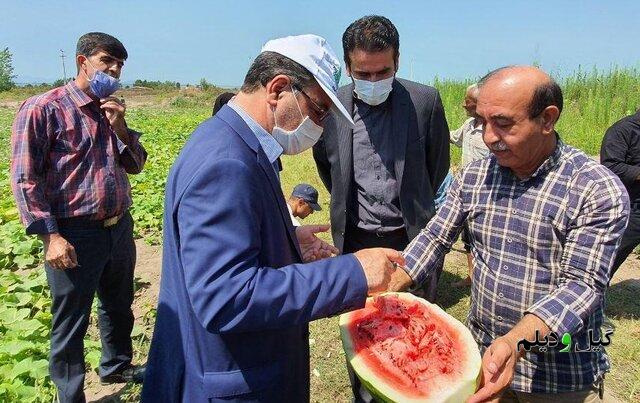 فرماندار لنگرود عنوان کرد: پیش بینی درآمد ۵۰ میلیاردی هندوانه کاران چاف