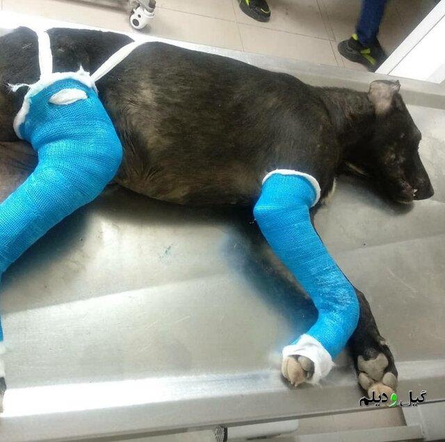 معرفی پرت کننده یک قلاده سگ از ساختمان به مرجع قضایی در رودسر