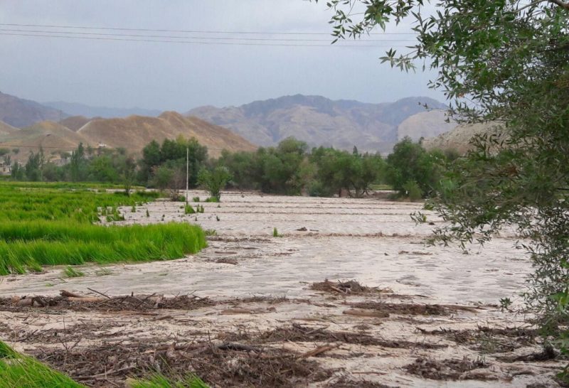 خسارت ۵۰۰ میلیاردی باران به کشاورزان؛ وکلای گیلان پیگیر پرداخت خسارت به شالیکاران هستند