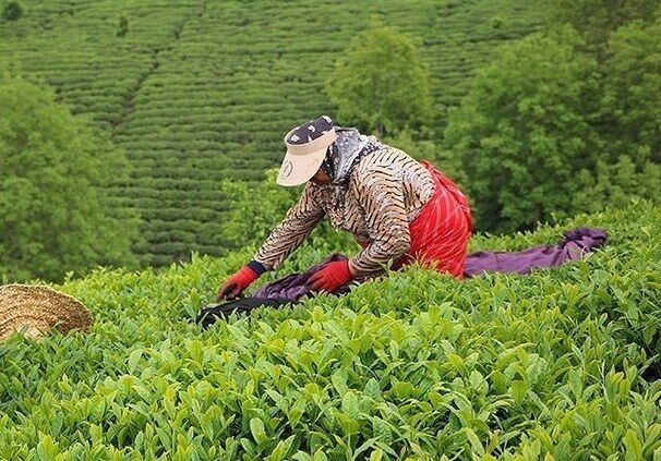 افزایش ۳۰ درصدی نرخ تضمینی خرید برگ سبز چای در سال جاری