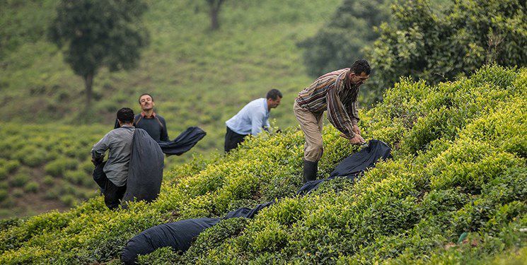 پرداخت ۸۶ درصد از بهای برگ سبز چای به چایکاران
