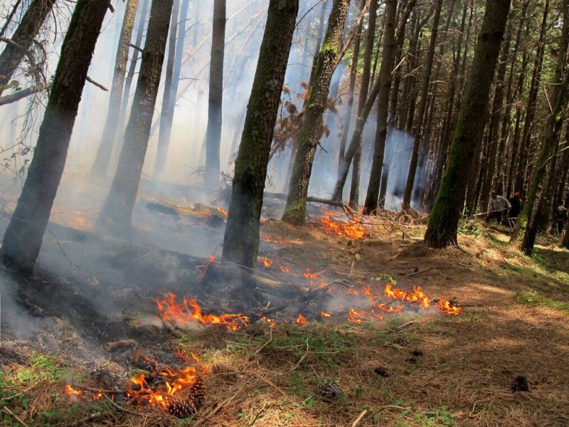 مدیر کل منابع طبیعی گیلان خبر داد؛ آتش سوزی در ۳ هکتار از اراضی جنگلی استان
