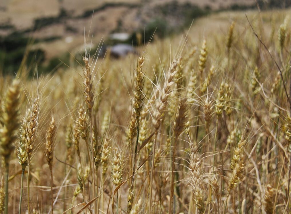 خرید تضمینی گندم از کشاورزان گندمکار گیلان آغاز شد