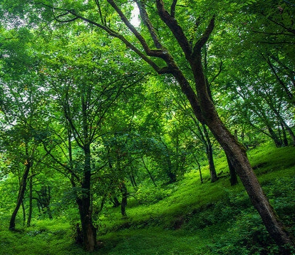 مدیرکل منابع طبیعی: ۳۱ درصد جنگل‌های هیرکانی کشور، منابع ملی گیلان هستند