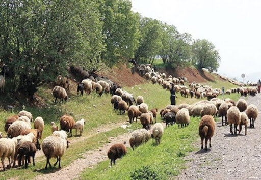 مدیر اتحادیه دامداران گیلان بیان کرد: مشکلات دامداران گیلان دوبرابر دیگر استان ها | ناهمخوانی قیمت خرید شیر با هزینه تمام شده تولید شیر در گیلان