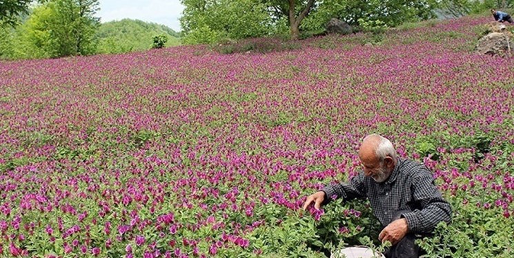 معاون جهاد کشاورزی گیلان عنوان کرد:  ترکیه و عراق از مشتریان مهم گیاهان دارویی گیلان