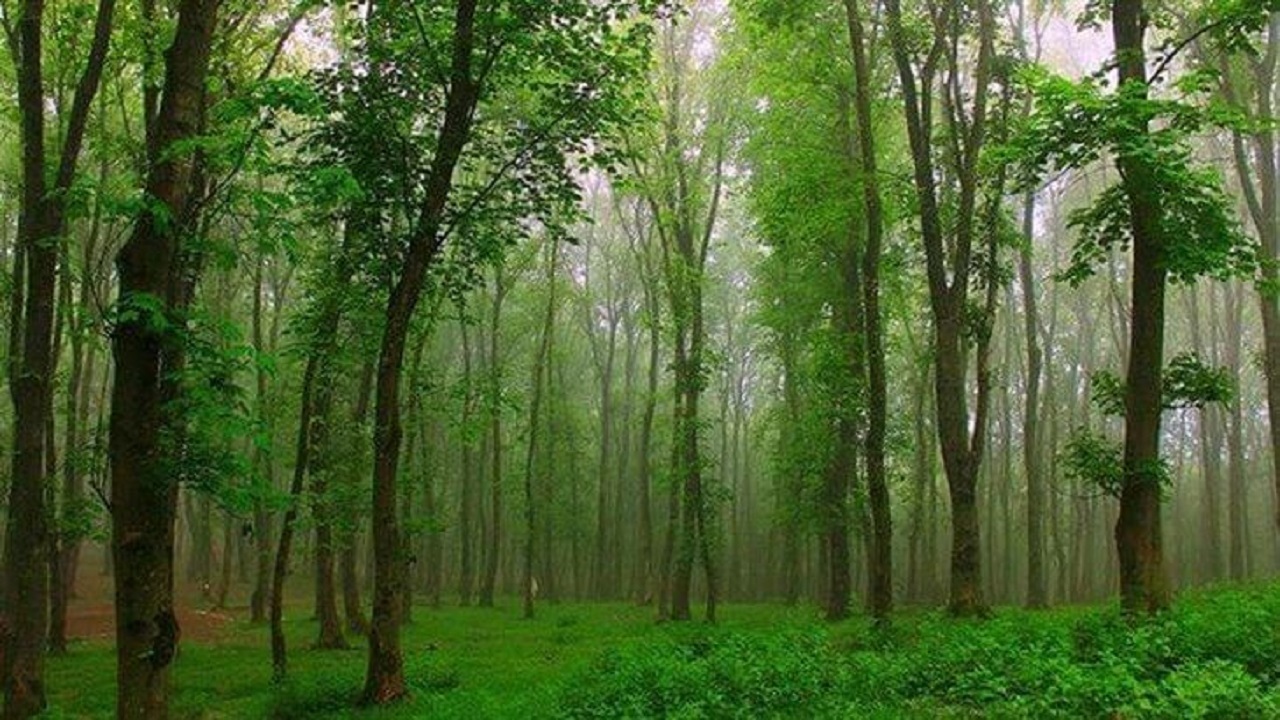 اختصاص بیش از ۸۰ میلیارد تومان برای احیاء جنگل‌های گیلان