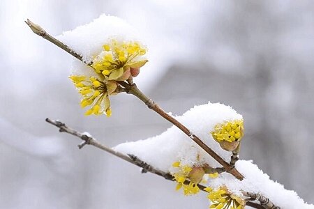 کارشناس هواشناسی گیلان خبر داد: کاهش ۴ تا ۸ درجه ای دمای گیلان/ برف و باران در راه است