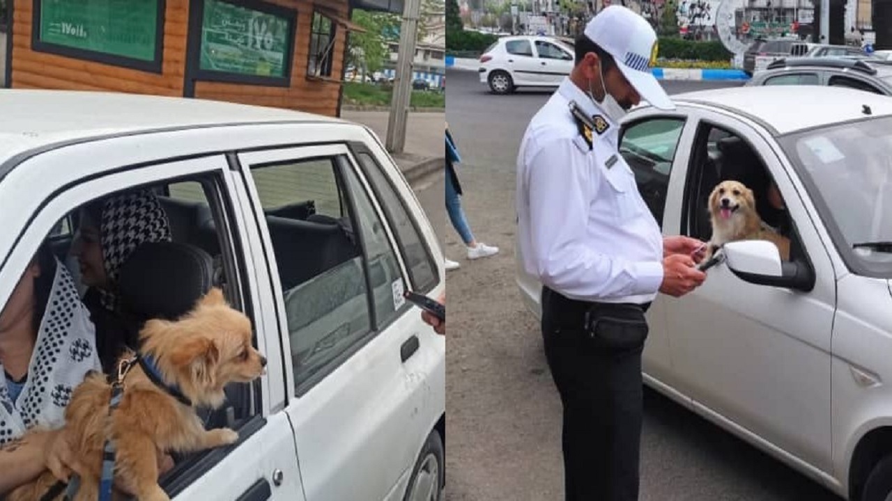 برخورد پلیس گیلان با سگ‌گردانی در خودرو