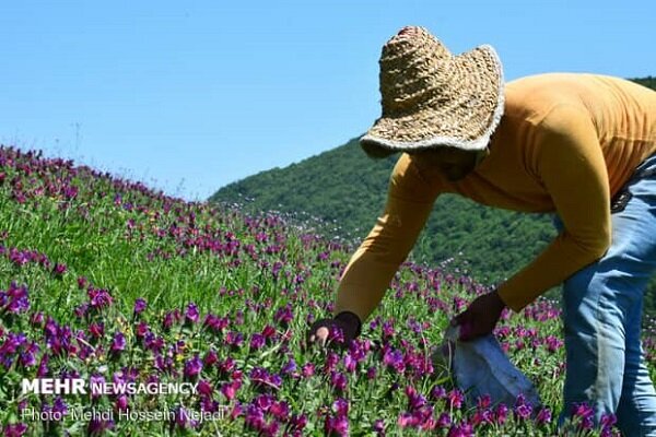 برداشت گل گاوزبان در گیلان آغاز شد