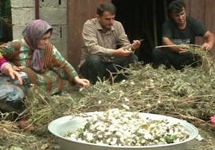 نخستین برداشت پیله‌تر ابریشم در غرب گیلان