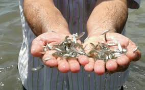 سرپرست شیلات گیلان خبر داد: رهاسازی ۳۲ میلیون قطعه بچه ماهی استخوانی در رودخانه های گیلان