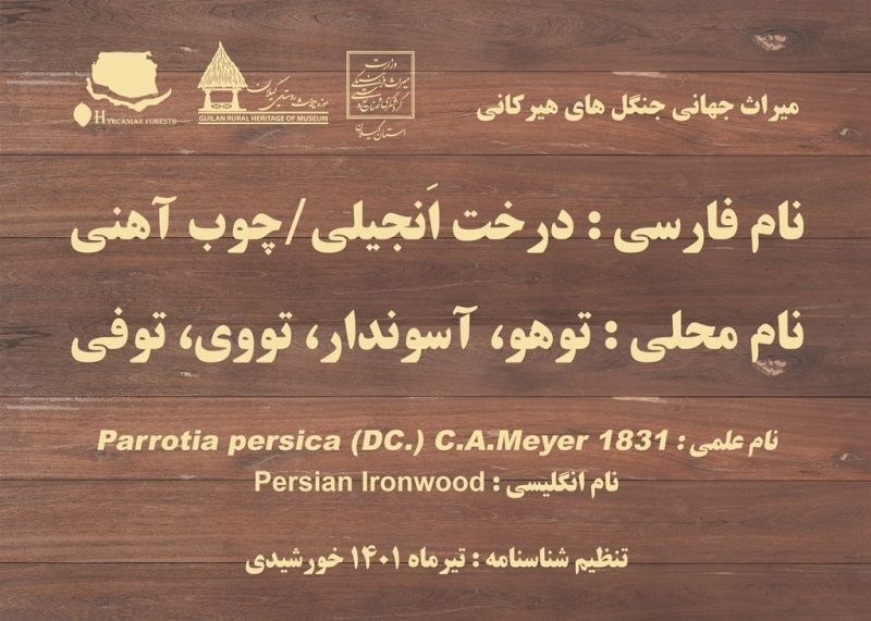 مدیرکل میراث‌فرهنگی گیلان خبر داد: تهیه طرح تدوین شناسنامه گونه‌های گیاهی جنگل‌های هیرکانی گیلان