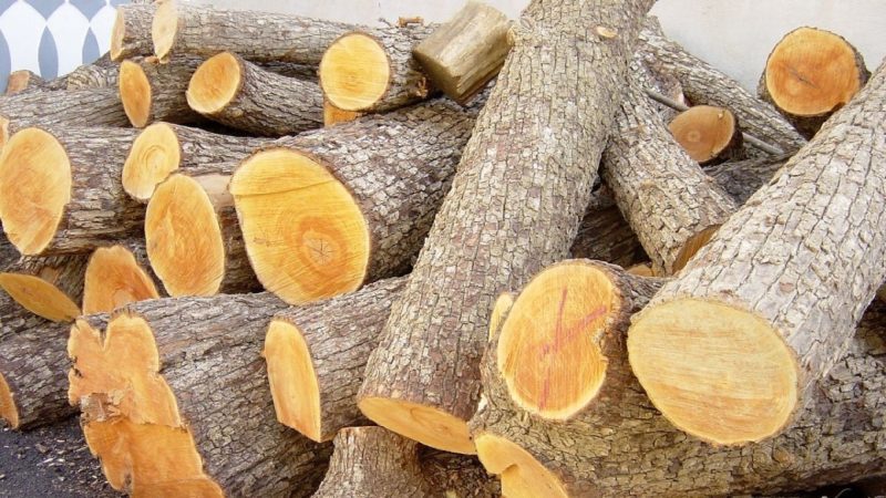 ممنوعیت صدور مجوز کارگاه چوب‌ بری در گیلان