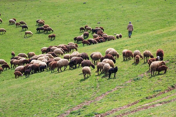 رئیس اداره مرتع گیلان خبر داد: اجرای طرح های مرتعداری در ۷۴ درصد مراتع گیلان