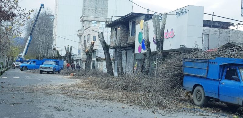 پای دادستانی تالش به درختان قطع شده باز شد | شاخه زنی ۳۹۱ درخت توسط شهرداری
