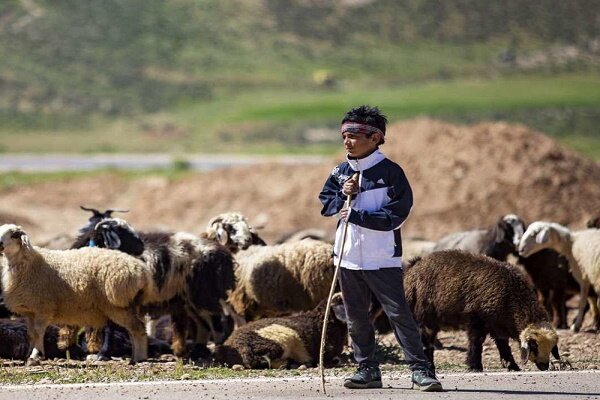 سرپرست اداره امور عشایر گیلان عنوان کرد: تولید ۵ درصد گوشت قرمز گیلان توسط عشایر