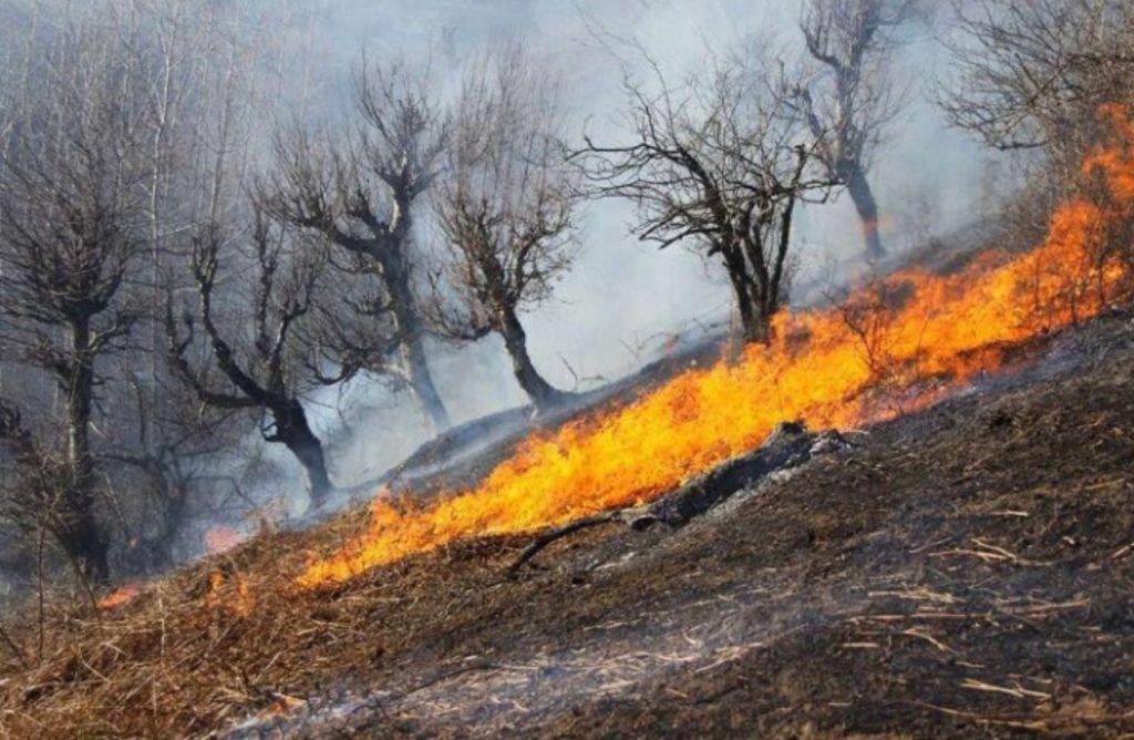 مدیرکل منابع طبیعی و آبخیزداری گیلان خبر داد؛ آتش سوزی نزدیک به ۲ هکتار از مناطق جنگلی گیلان