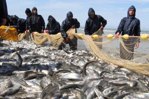 صید ۲۷۵۰ تن ماهیان استخوانی در گیلان
