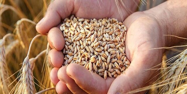 توزیع ۶۵۰ تن بذر گواهی شده برنج در گیلان