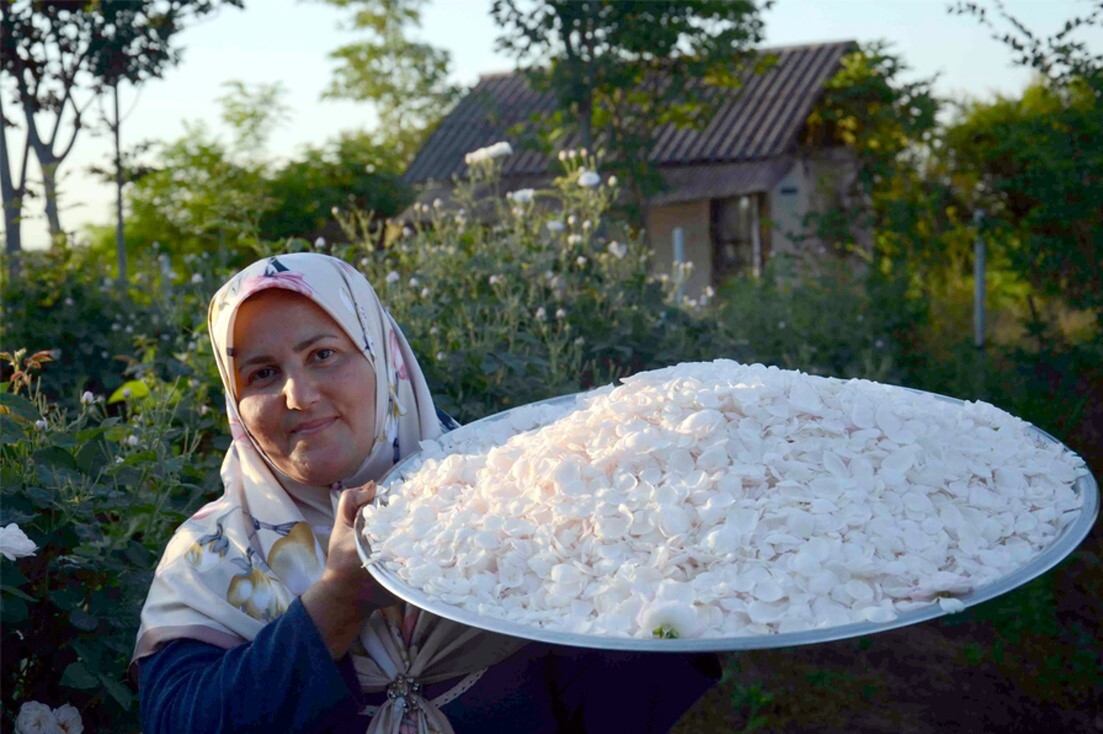 ثبت گلاب گیری گیلده شفت در فهرست میراث ناملموس کشور