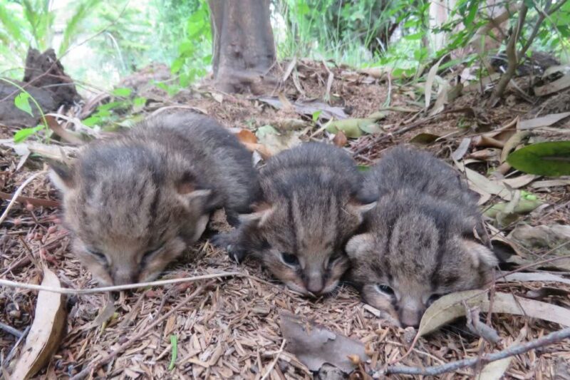 مسئول حفاظت محیط‌زیست خمام: تحویل سه توله گربه جنگلی به محیط زیست گیلان