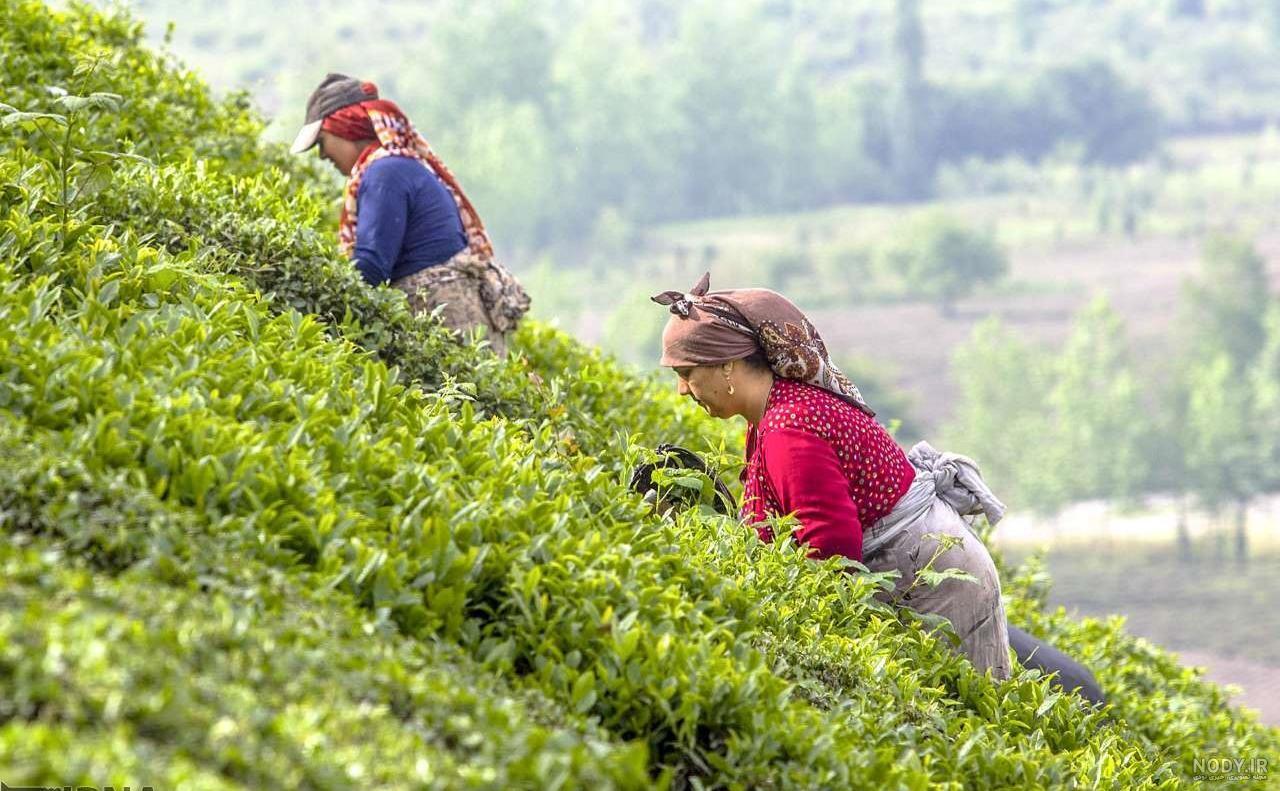 چین تابستانه ۲۰ هزار تن برگ سبز چای