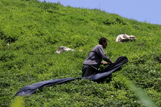 ۱۴۹ هزار و ۳۱۰ تن برگ سبز چای در کشور برداشت شد