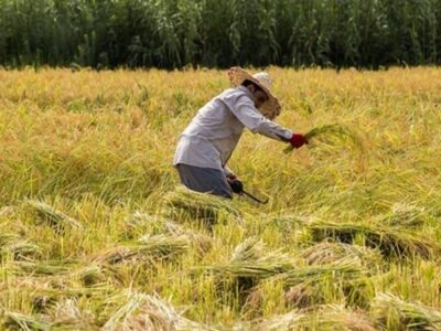 قیمت برنج منجر به نارضایتی کشاورزان شده است