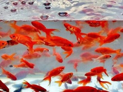 رهاسازی ماهی قرمز در منابع آبی طبیعی گیلان ممنوع است