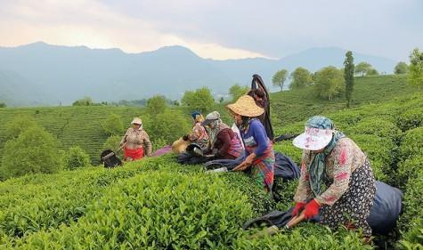 پایان چین نخست برگ‌ سبز چای از باغ‌های شمال کشور