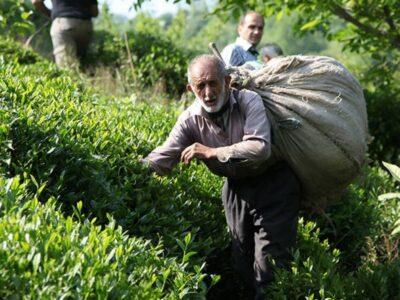 برداشت بالغ بر ۱۱ هزار تنی چای بهاره در گیلان