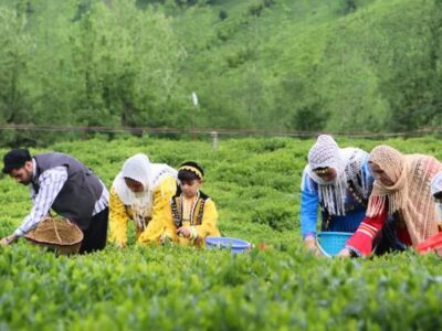 مهلت بیمه‌ محصولات چای و برنج در گیلان تمدید شد