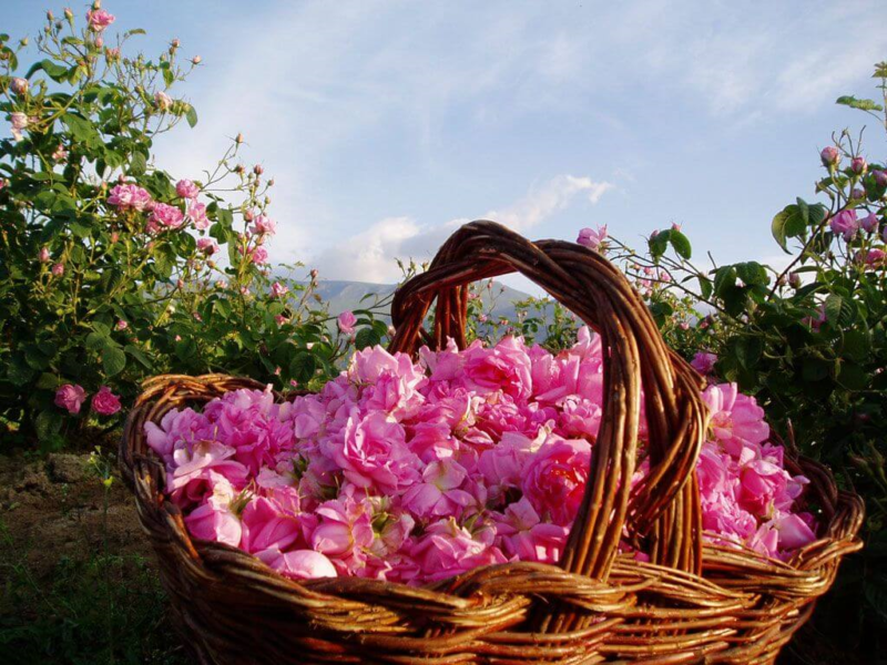 آغاز برداشت گل محمدی در گیلان