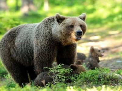 مشاهده ۲ قلاده خرس قهوه‌ای در ارتفاعات جنگلی شرق گیلان