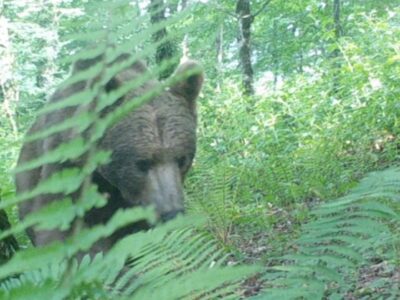 مشاهده خرس قهوه‌ای در جنگل‌های شفت