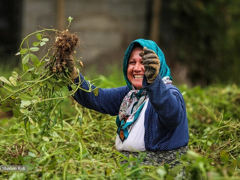 پایان کار برداشت بادام زمینی در گیلان