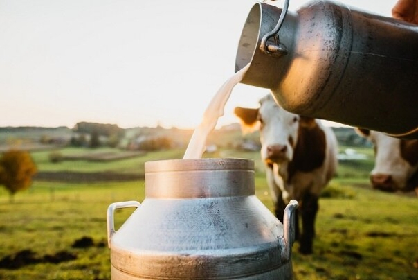 افزایش تولید گوشت و شیر در گیلان