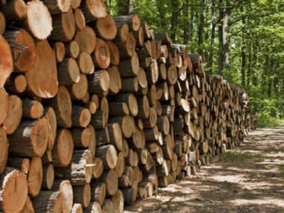 کشف بیش از ۷ تن چوب جنگلی قاچاق در سیاهکل