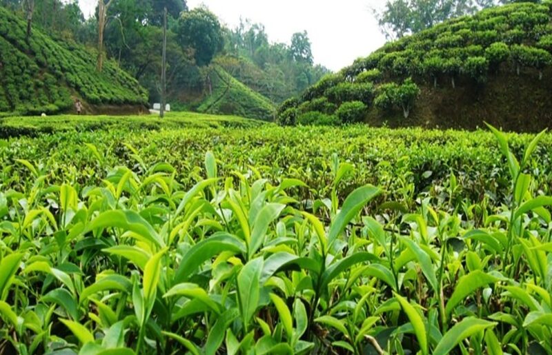 آغاز پرداخت تسهیلات کم بهره به چایکاران و کارخانه داران چایسازی شمال کشور