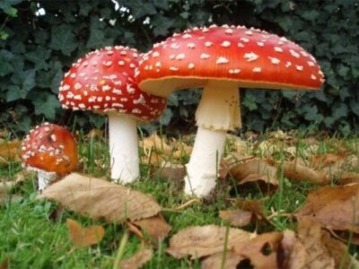از مصرف قارچ‌های وحشی و خودرو در طبیعت خودداری شود