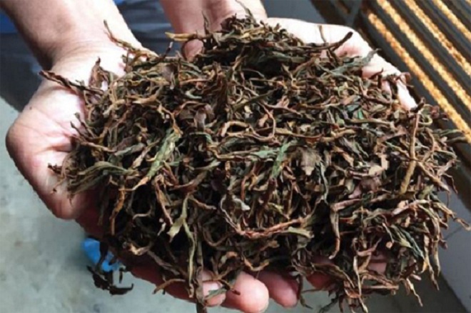 کشف انبارهای غیرمجاز چای ضایعاتی در شرق گیلان؛ محکومیت قضایی پس از تأیید دیوان عالی