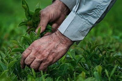 فراخوان جشنواره ملی رسانهای «چای» منتشر شد