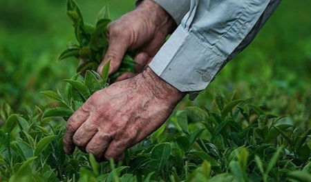 فراخوان جشنواره ملی رسانهای «چای» منتشر شد