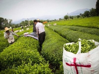 دولت به این افراد وام ۱۰۰ میلیونی می‌دهد