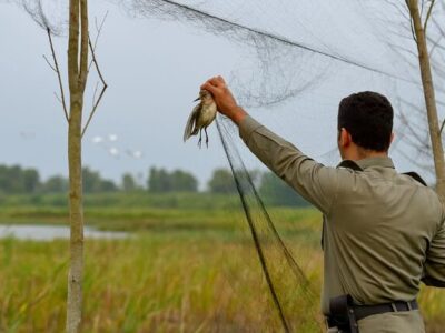 کشف و جمعآوری دامهای هوایی در تالاب امیرکلایه